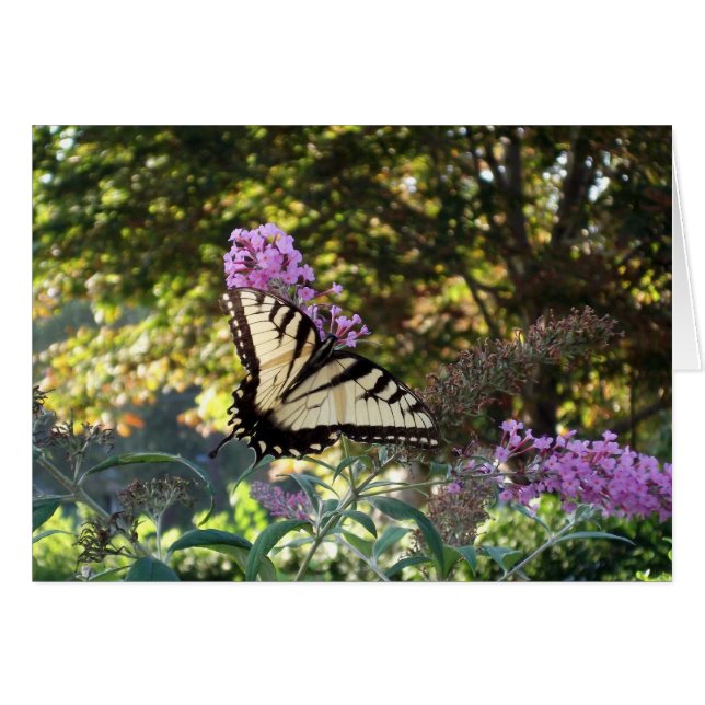 vlinder (Voorkant Horizontaal)