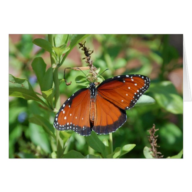 Vlinder (Voorkant Horizontaal)