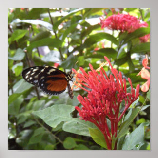 vlinder1 poster