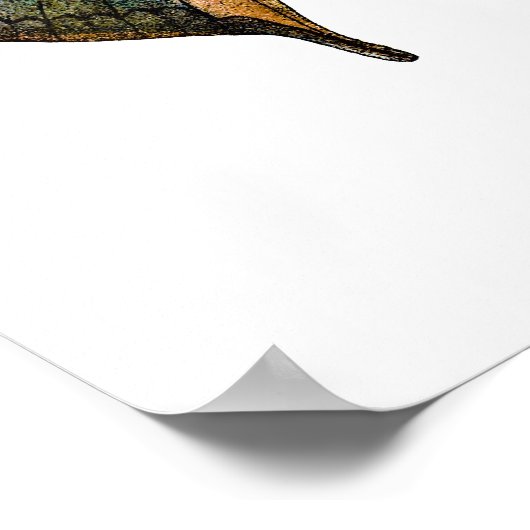  vlinder - 1800's Antiek vlinderlitho Poster (Hoek)