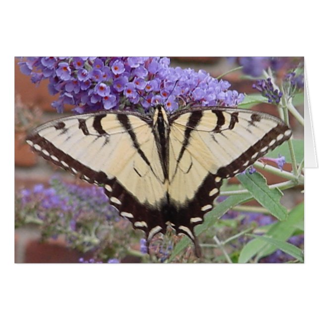 vlinder 2 (Voorkant Horizontaal)