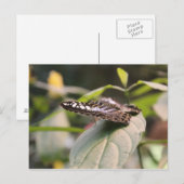 Vlinder # 2 briefkaart (Voorkant / Achterkant)