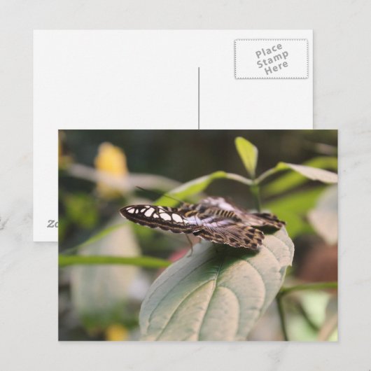 Vlinder # 2 briefkaart (Voorkant / Achterkant)