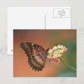 vlinder 2 briefkaart (Voorkant / Achterkant)