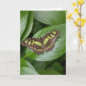 Vlinder 2 van Olbrich Kaart (Gele Bloem)
