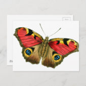 vlinder-9-eop briefkaart (Voorkant / Achterkant)