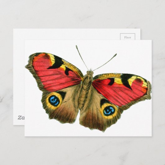 vlinder-9-eop briefkaart (Voorkant / Achterkant)
