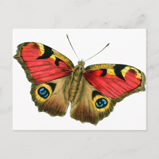 vlinder-9-eop briefkaart (Voorkant)