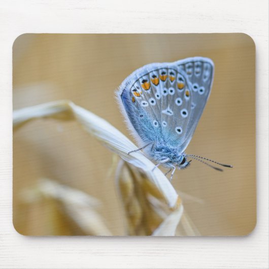 Vlinder, algemeen blauw, insect muismat (Voorkant)