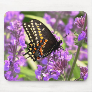 Vlinder - Amerikaanse Swallowtail op Kit Cat bloem Muismat