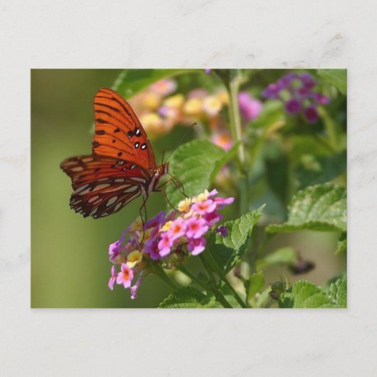 vlinder ansichtkaart briefkaart (Voorkant)