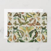 Vlinder  Antiek Vlinders Art Briefkaart (Voorkant / Achterkant)