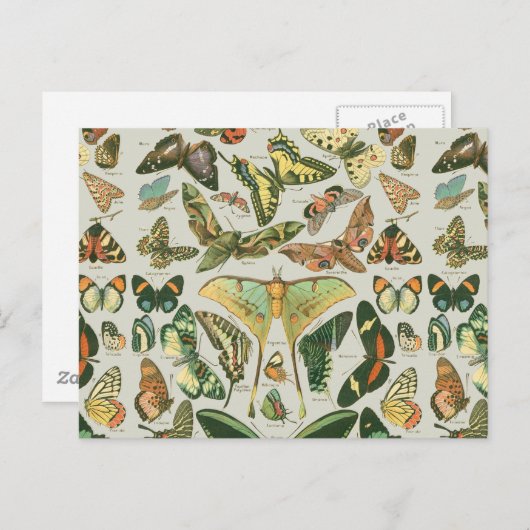 Vlinder  Antiek Vlinders Art Briefkaart (Voorkant / Achterkant)