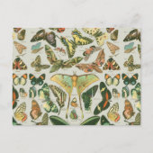 Vlinder  Antiek Vlinders Art Briefkaart (Voorkant)