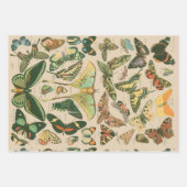 Vlinder  Antiek Vlinders Art Inpakpapier Vel (Voorkant 2)