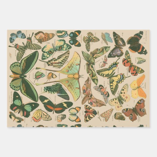 Vlinder  Antiek Vlinders Art Inpakpapier Vel (Voorkant 2)