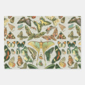 Vlinder  Antiek Vlinders Art Inpakpapier Vel (Voorkant)