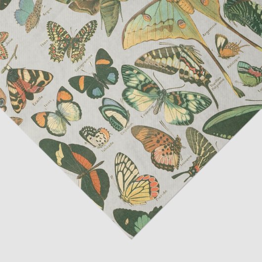 Vlinder  Antiek Vlinders Art Tissuepapier (Detail)
