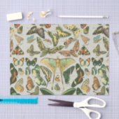 Vlinder  Antiek Vlinders Art Tissuepapier (Craft)