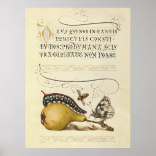 Vlinder Bij Fruit Insect Illustratie Poster