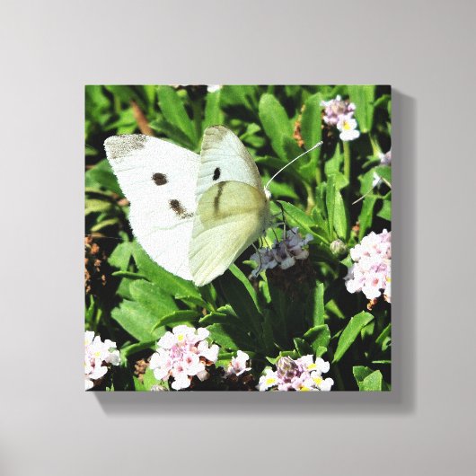 Vlinder Bloem Canvas Print (Voorkant)