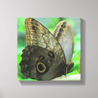 Vlinder Bloem Schilderij op Canvas Afdruk