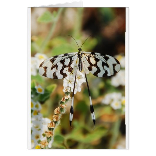 Vlinder Bloemen Bloesems Bruiloft Shower Vrede (Voorkant)