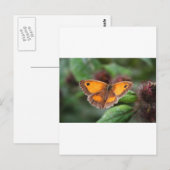 Vlinder Briefkaart (Voorkant / Achterkant)