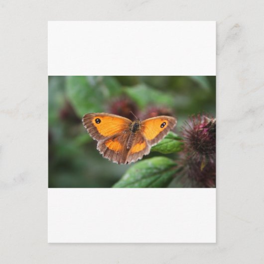 Vlinder Briefkaart (Voorkant)
