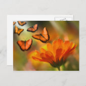 vlinder briefkaart (Voorkant / Achterkant)