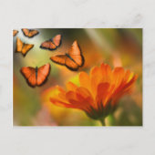 vlinder briefkaart (Voorkant)