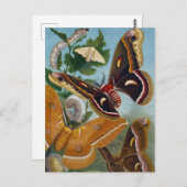 vlinder briefkaart (Voorkant / Achterkant)