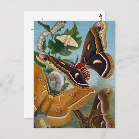  vlinder briefkaart (Voorkant / Achterkant)