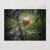 vlinder briefkaart (Voorkant)