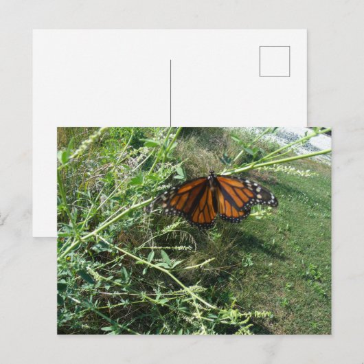 Vlinder Briefkaart (Voorkant / Achterkant)