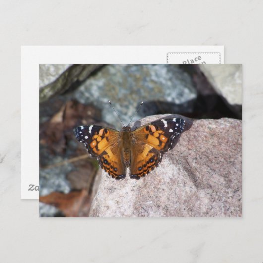 Vlinder Briefkaart (Voorkant / Achterkant)