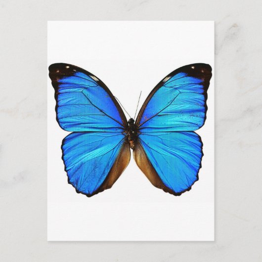 Vlinder Briefkaart (Voorkant)