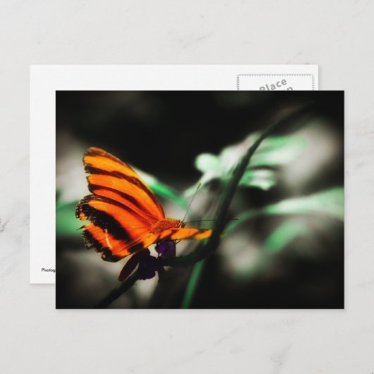 Vlinder Briefkaart (Voorkant / Achterkant)