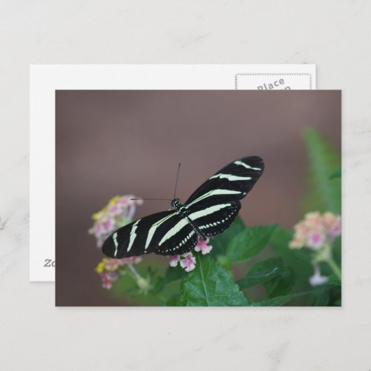 vlinder briefkaart (Voorkant / Achterkant)
