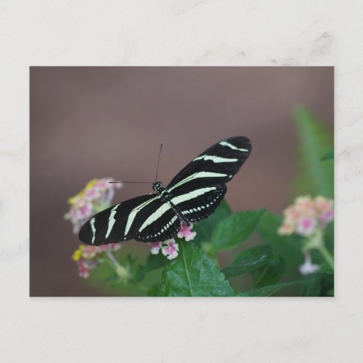 vlinder briefkaart (Voorkant)