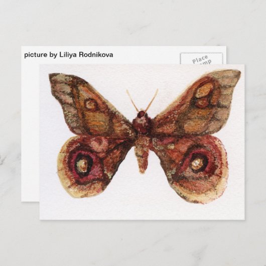 Vlinder Briefkaart (Voorkant / Achterkant)