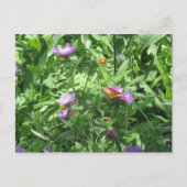 vlinder briefkaart (Voorkant)