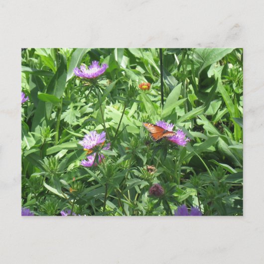 vlinder briefkaart (Voorkant)