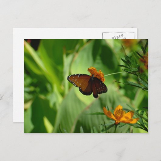 Vlinder Briefkaart (Voorkant / Achterkant)