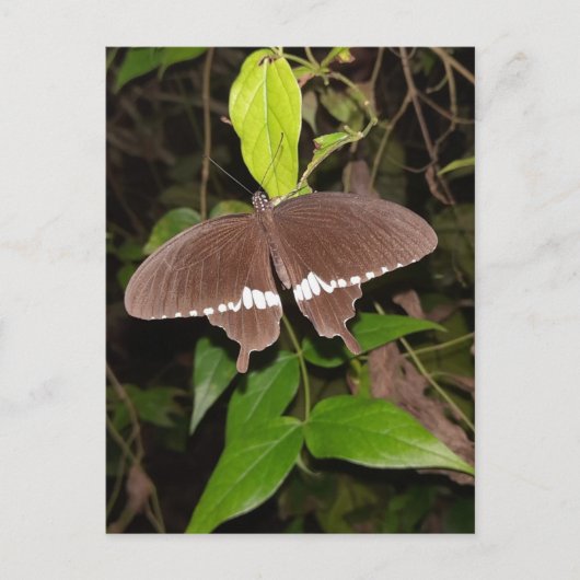 vlinder briefkaart (Voorkant)