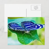 Vlinder Briefkaart (Voorkant / Achterkant)