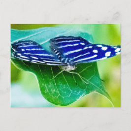 Vlinder Briefkaart