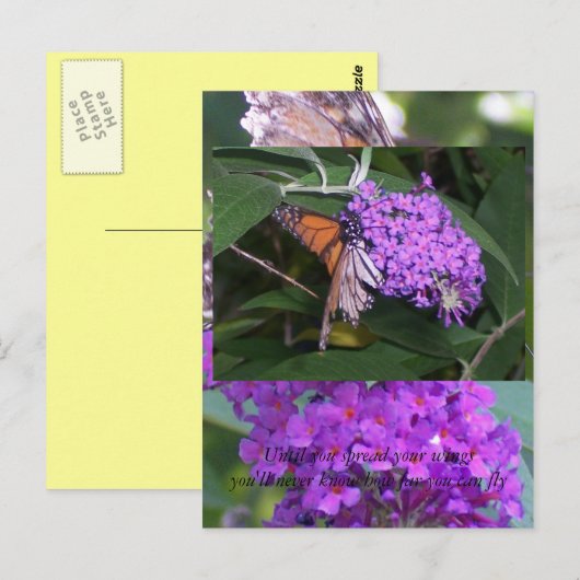 vlinder... briefkaart (Voorkant / Achterkant)