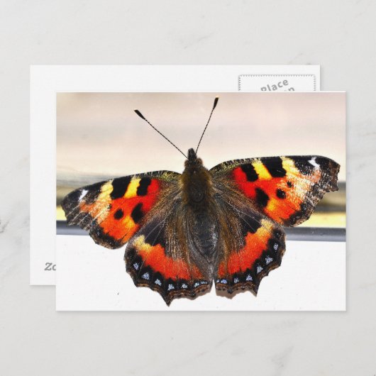 Vlinder. Briefkaart (Voorkant / Achterkant)