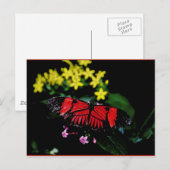 Vlinder Briefkaart (Voorkant / Achterkant)